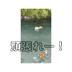 [LINEスタンプ] 柴犬こなっちゃんの動くLINEスタンプ