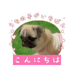 [LINEスタンプ] [動く]パグ✖️ペキ はなまる日記