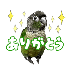 [LINEスタンプ] ウロコインコのりょくちゃん