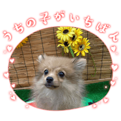 [LINEスタンプ] メルです╰(*´︶`*)╯