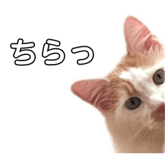 [LINEスタンプ] 琥珀せんせいスタンプ