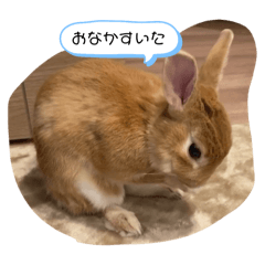 [LINEスタンプ] わが家のもるちゃん