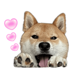 [LINEスタンプ] 【柴犬】舌ぺろむぎ茶