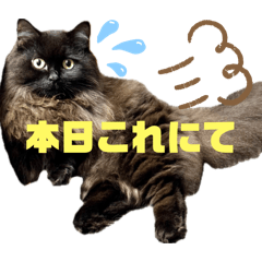 [LINEスタンプ] 黒猫 ルナ院長154にゃんめ