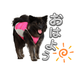 [LINEスタンプ] 黒いフサフサ雑種の保護犬スタンプ