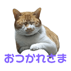 [LINEスタンプ] こたとらちょび(その1)