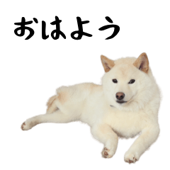 [LINEスタンプ] 白しばのかぼす