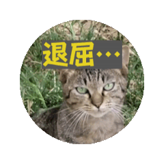 [LINEスタンプ] 地域猫 スタンプおもち♂くぅ♀黒猫ジーコ