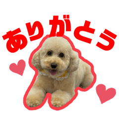 [LINEスタンプ] 愛犬PoPoのすたんぷ
