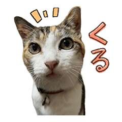 [LINEスタンプ] 愛猫クルの日常スタンプ