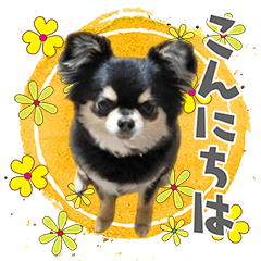 [LINEスタンプ] チワワの風太 2024.07.16