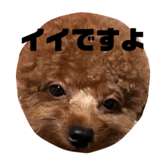 [LINEスタンプ] ちゃぼまる2