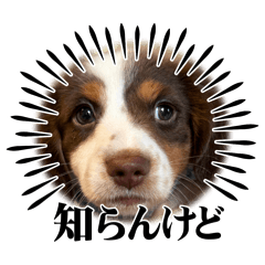 [LINEスタンプ] カグラのスタンプ！