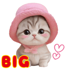 [LINEスタンプ] スコティッシュ猫 可愛い＆思いやり日常BIGの画像（メイン）