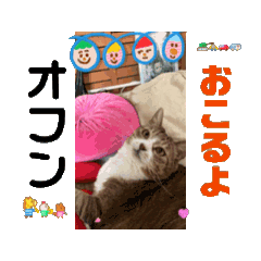 [LINEスタンプ] koikiな猫と韓国語