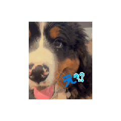 [LINEスタンプ] 楽しい兄弟犬