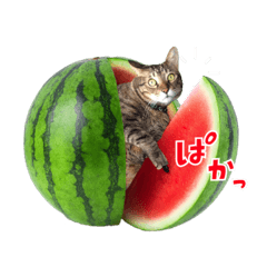 [LINEスタンプ] 激アツ！サマーキャット