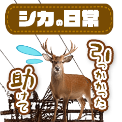 [LINEスタンプ] 普段使いに！リアルな鹿の日常スタンプ