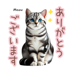 [LINEスタンプ] 日常スタンプ アメショ（敬語）