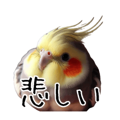 [LINEスタンプ] 普段使いのオカメインコ 切り抜きver