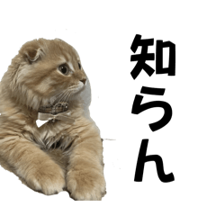 [LINEスタンプ] スコティッシュホールドの日常2