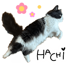 [LINEスタンプ] はち（ネコ）