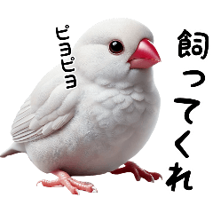 [LINEスタンプ] 日常で毎日使える文鳥のスタンプです。