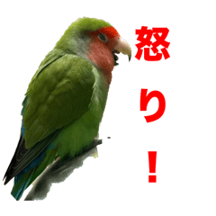 [LINEスタンプ] コザクラインコのうめちゃん8