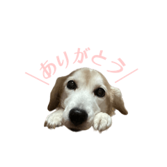 [LINEスタンプ] わんこたち日常スタンプ