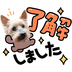 [LINEスタンプ] しょうちゃん（でかヨーキー）