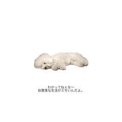 [LINEスタンプ] はかせ（1）