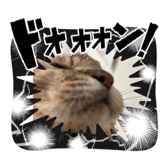 [LINEスタンプ] キジトラさくら2024