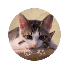 [LINEスタンプ] 保護猫たちの日常会話編