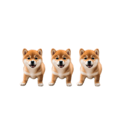 [LINEスタンプ] 【使いやすい】リアル柴犬スタンプ