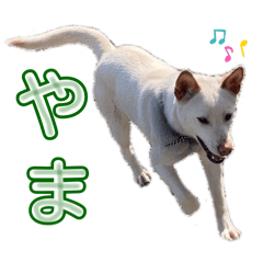 [LINEスタンプ] 紀州犬の伝言