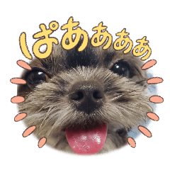 [LINEスタンプ] 愛犬Roko