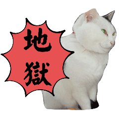 [LINEスタンプ] 愛しのねこ、いぬ、かめたち