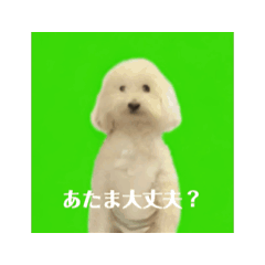 [LINEスタンプ] 痺れを切らして動きだした犬の画像（メイン）