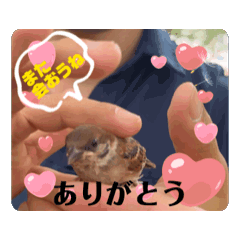 [LINEスタンプ] 動くスズメのピーちゃん2