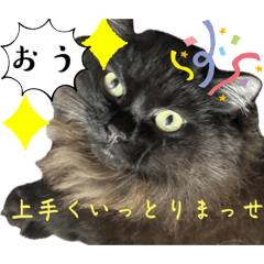 [LINEスタンプ] 黒猫 ルナ院長155にゃんめ