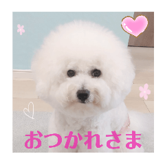 [LINEスタンプ] ビションのMint♂よろしく♡