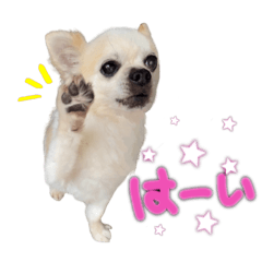 [LINEスタンプ] やんちゃ犬の取り敢えずお返事