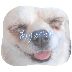 [LINEスタンプ] めぢからしろチワワ2