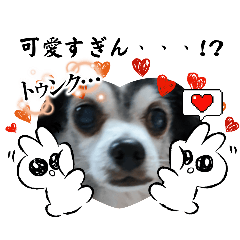 [LINEスタンプ] タローちゃんの日常5✨