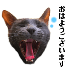 [LINEスタンプ] こばねこ01