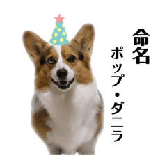 [LINEスタンプ] オッドアイコーギーそらちゃん②