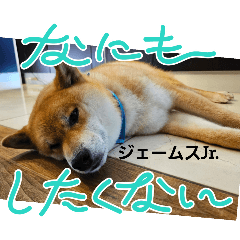 [LINEスタンプ] 柴犬ジェームスJr.