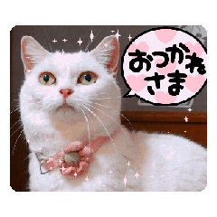 [LINEスタンプ] 動く短足だってイイじゃん！