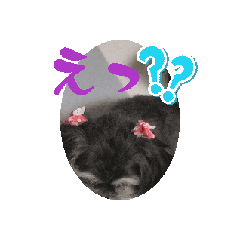 [LINEスタンプ] 愛犬Roko動くスタンプ