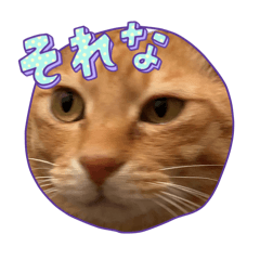 [LINEスタンプ] 茶とみ日常使い3